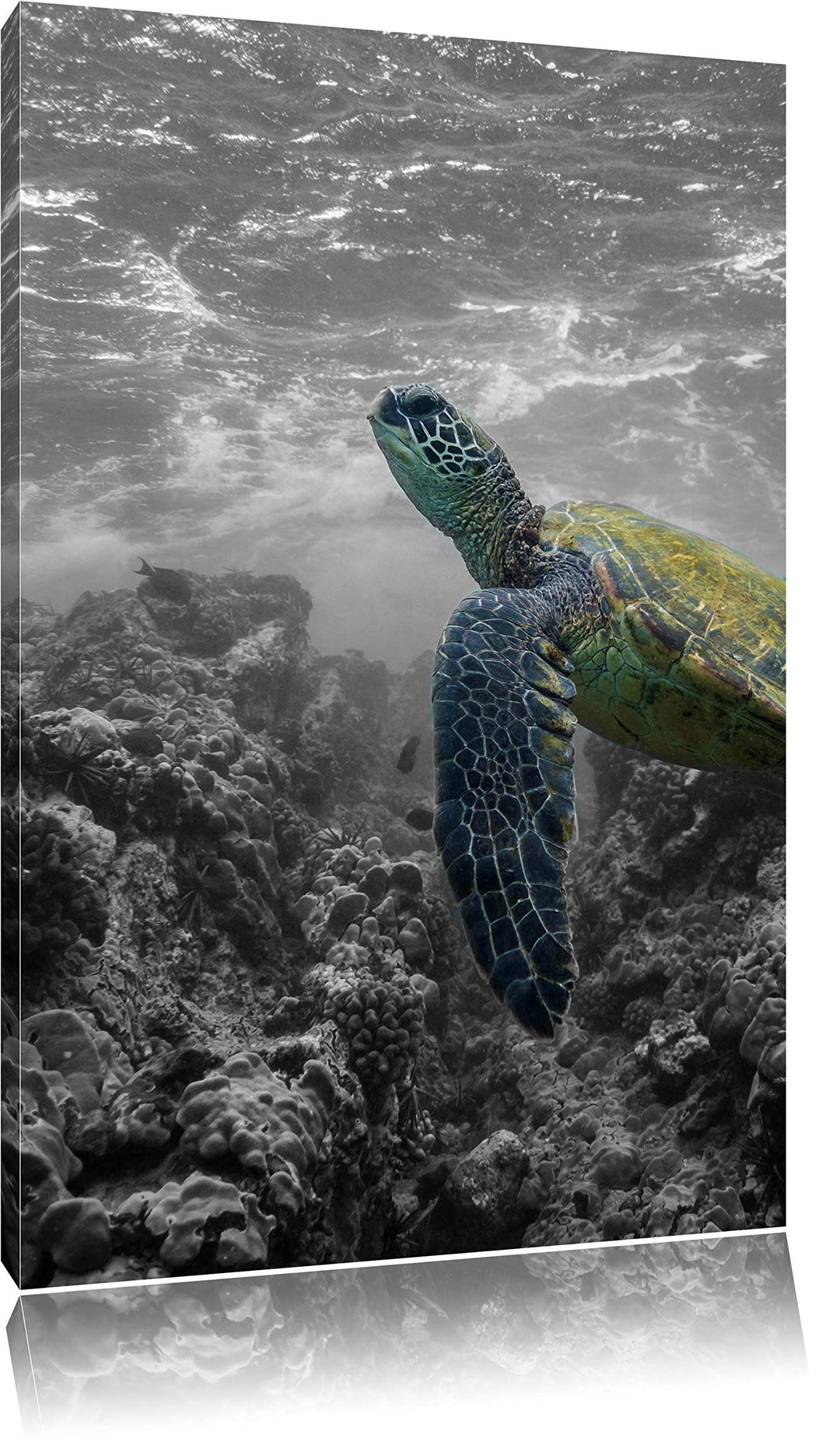 Schildkröte und Korallen im Ozean schwarz/weiss Format: 100x70 auf Leinwand, XXL riesige Bilder fert