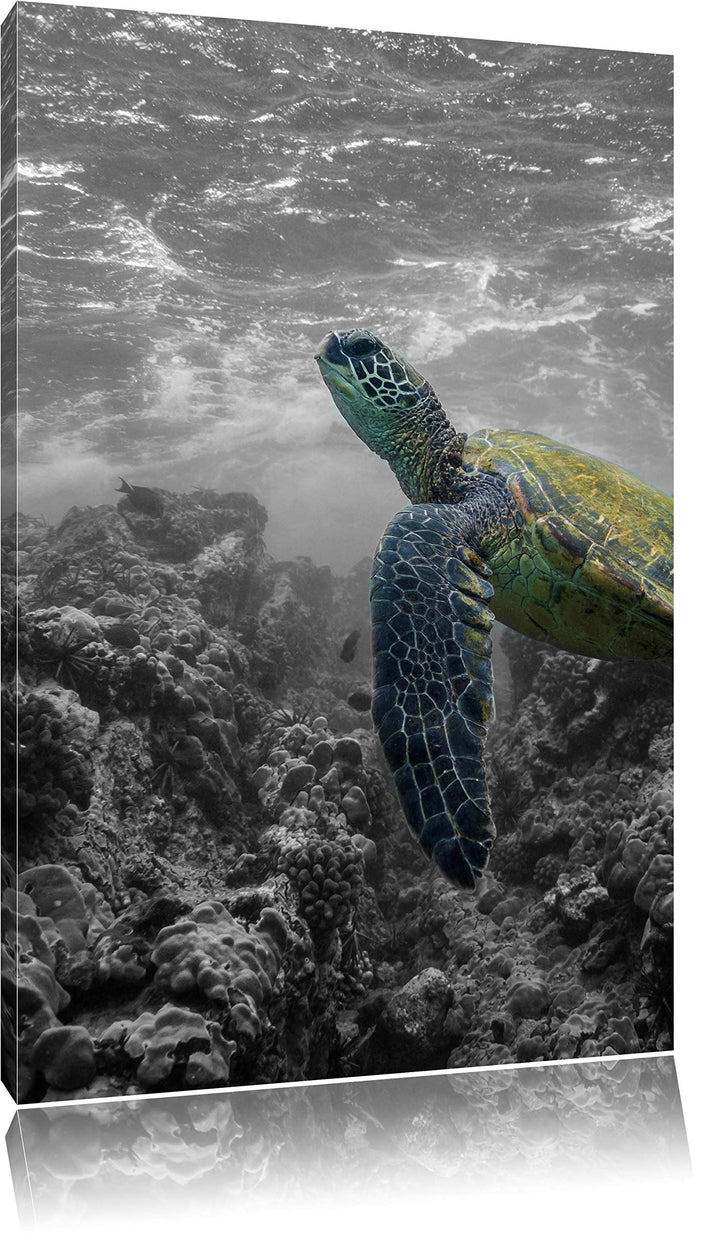 Schildkröte und Korallen im Ozean schwarz/weiss Format: 100x70 auf Leinwand, XXL riesige Bilder fert
