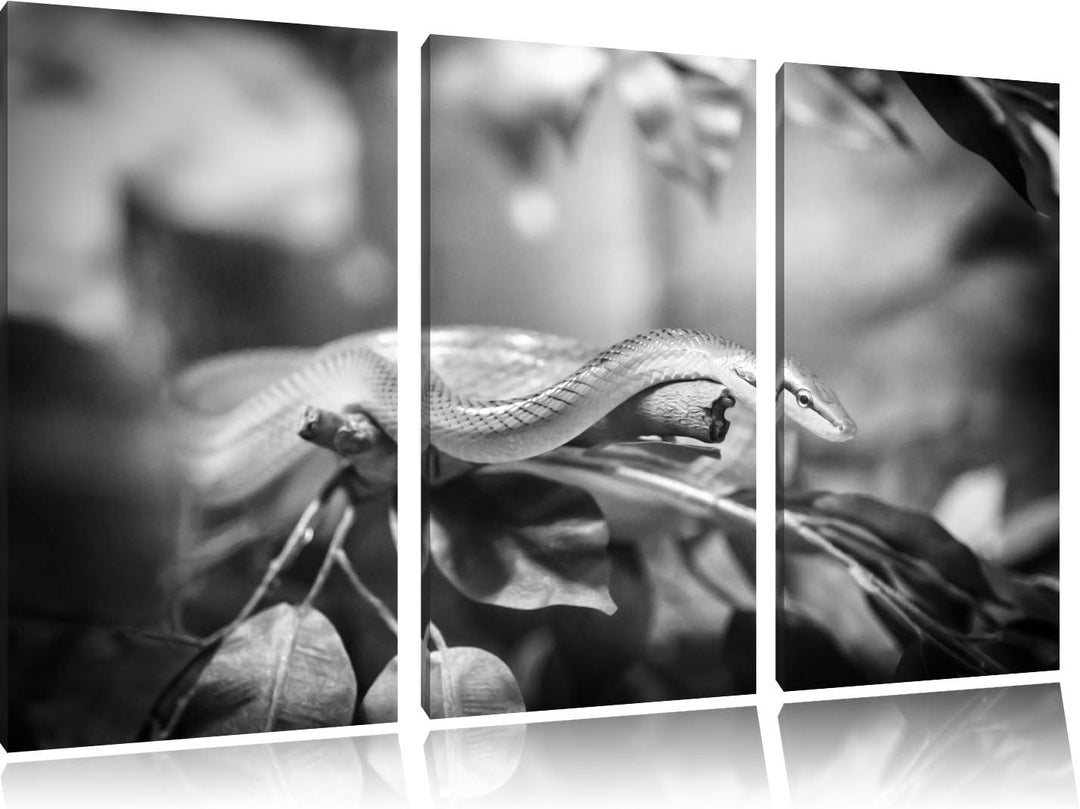 Pixxprint Raue grüne Schlange Kunst B&W als Leinwandbild/Grösse: 3 Teilig (120x80 cm) cm/Wandbild/Ku