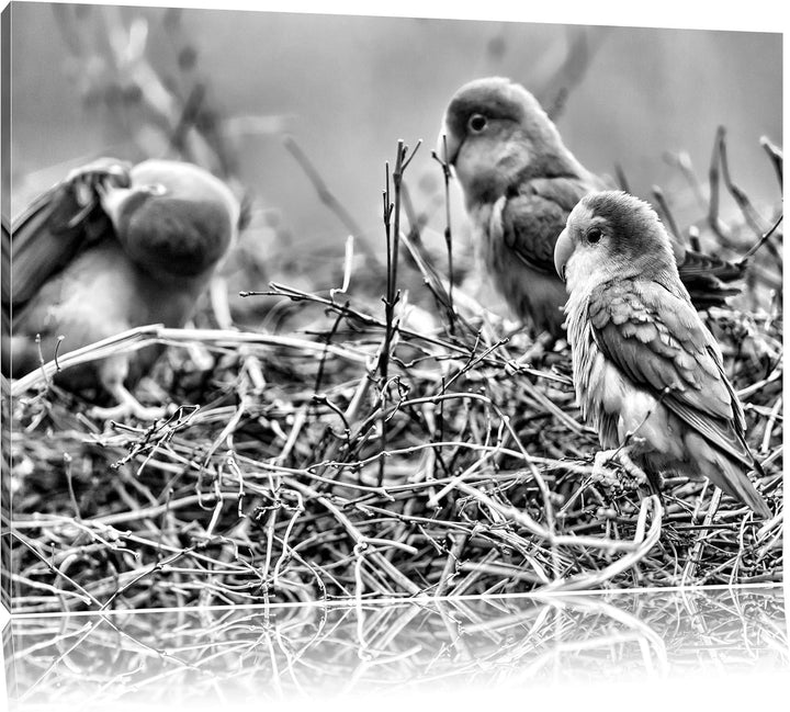 Papageien im Nest als Leinwandbild/Grösse: 100x70 cm/Wandbild/Kunstdruck/fertig bespannt, 100x70