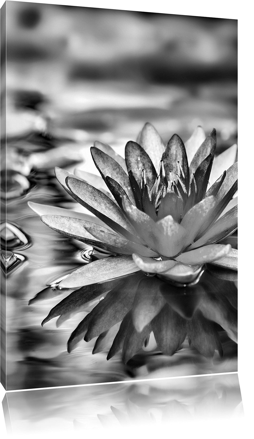 Pixxprint Anmutige Seerose mit Blättern als Leinwandbild/Grösse: 100x70 cm/Wandbild/Kunstdruck/ferti