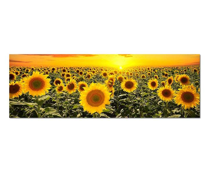 Paul Sinus Art Panoramabild auf Leinwand und Keilrahmen 150x50cm Sonnenblumenfeld Himmel Sonnenunter