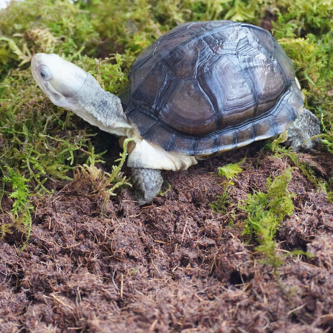 Schildkröten-Zubehörset 3-teilig, enthält Schildkröten-Einstreu, feuchtigkeitsspeicherndes Substrat