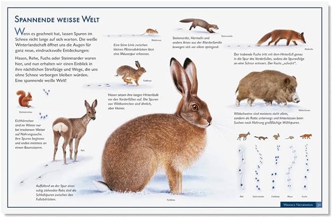 Wawra´s Naturtafeln Set 3 - mit 12 Lerntafeln im A3-Format zum Entdecken, Beobachten, Bestimmen - 41