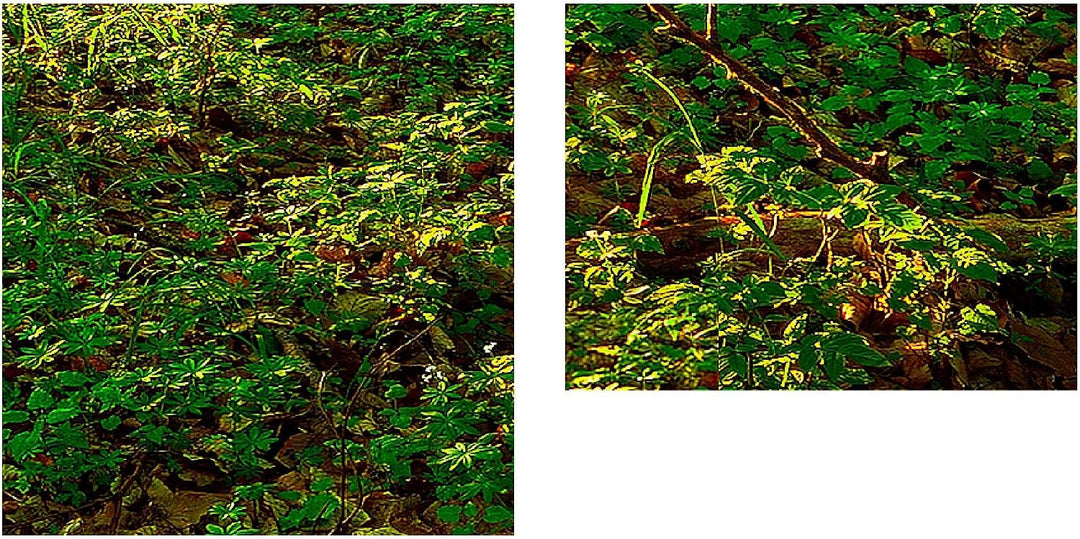 Runa Art Bild Wald Landschaft Wandbilder auf Vlies Leinwand 5 Teilig Wanddekoration Schlafzimmer Woh