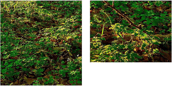 Runa Art Bild Wald Landschaft Wandbilder auf Vlies Leinwand 5 Teilig Wanddekoration Schlafzimmer Woh