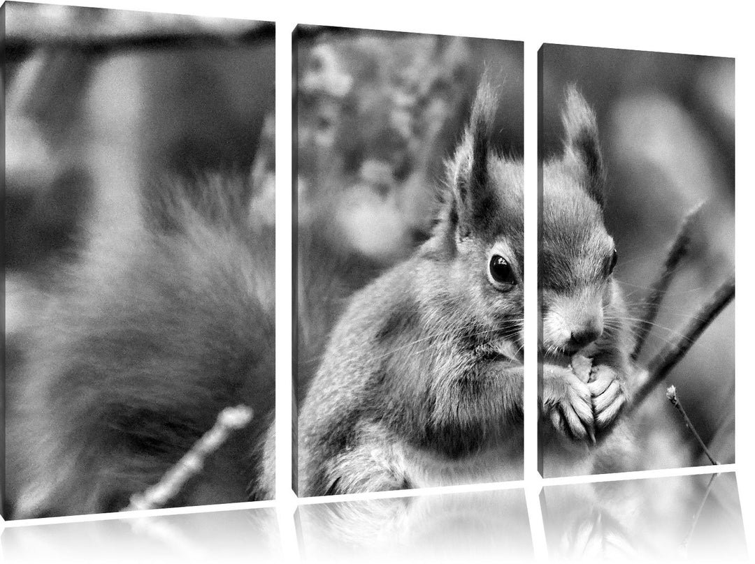 Pixxprint Kleines Eichhörnchen als Leinwandbild | Grösse: 3 Teilig (120x80) | Wandbild| Kunstdruck |