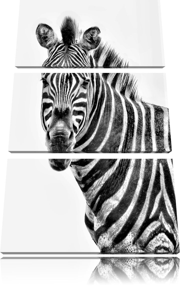 Pixxprint Zebra im Portrait als Leinwandbild/Grösse: 3 Teilig (120x80) cm/Wandbild/Kunstdruck/fertig