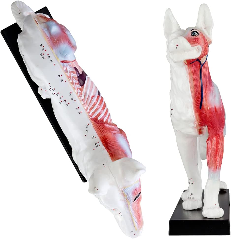 Akupunktur Anatomie TCM Hundekörper Modell Figur Akupunkturmodell Lehrmittel Hund Tier Muskelmodell