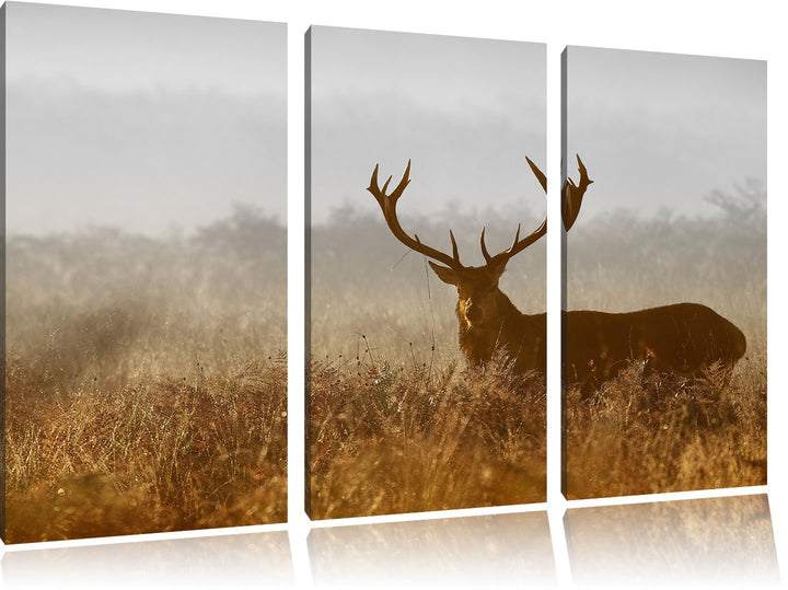 Pixxprint Rotwild Hirsch in Abenddämmerung als Leinwandbild/Grösse: 3 Teilig (120x80 cm) cm/Wandbild