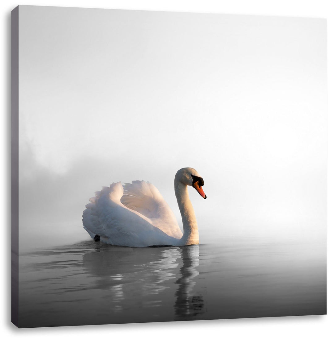 Pixxprint einsamer Schwan auf See als Leinwandbild/Grösse: 70x70 cm/Wandbild/Kunstdruck/fertig bespa