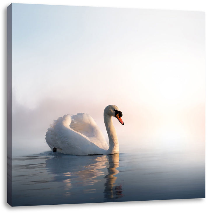 Pixxprint Traumhafter weisser Schwan im See, Format: 70x70 auf Leinwand, 70x70