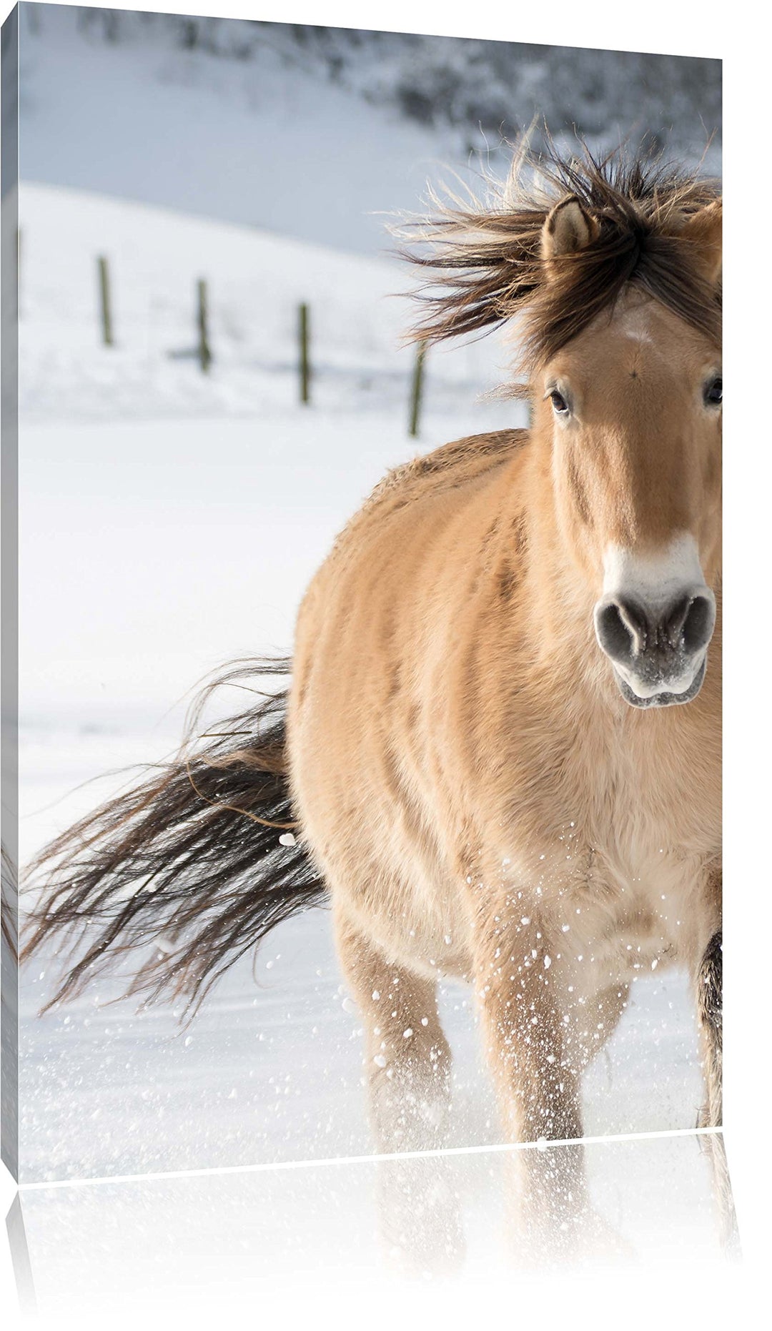Pferd im Schnee, Format: 100x70 auf Leinwand, XXL riesige Bilder fertig gerahmt mit Keilrahmen, Kuns