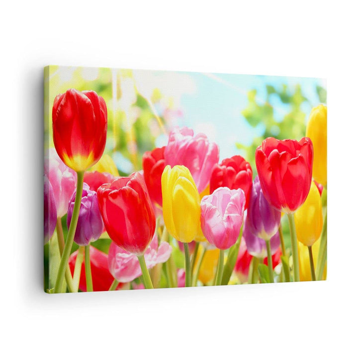 Bilder auf Leinwand Tulpe Blume Garten Plantage Leinwandbild 70x50cm Wandbilder Dekoration Wohnzimme