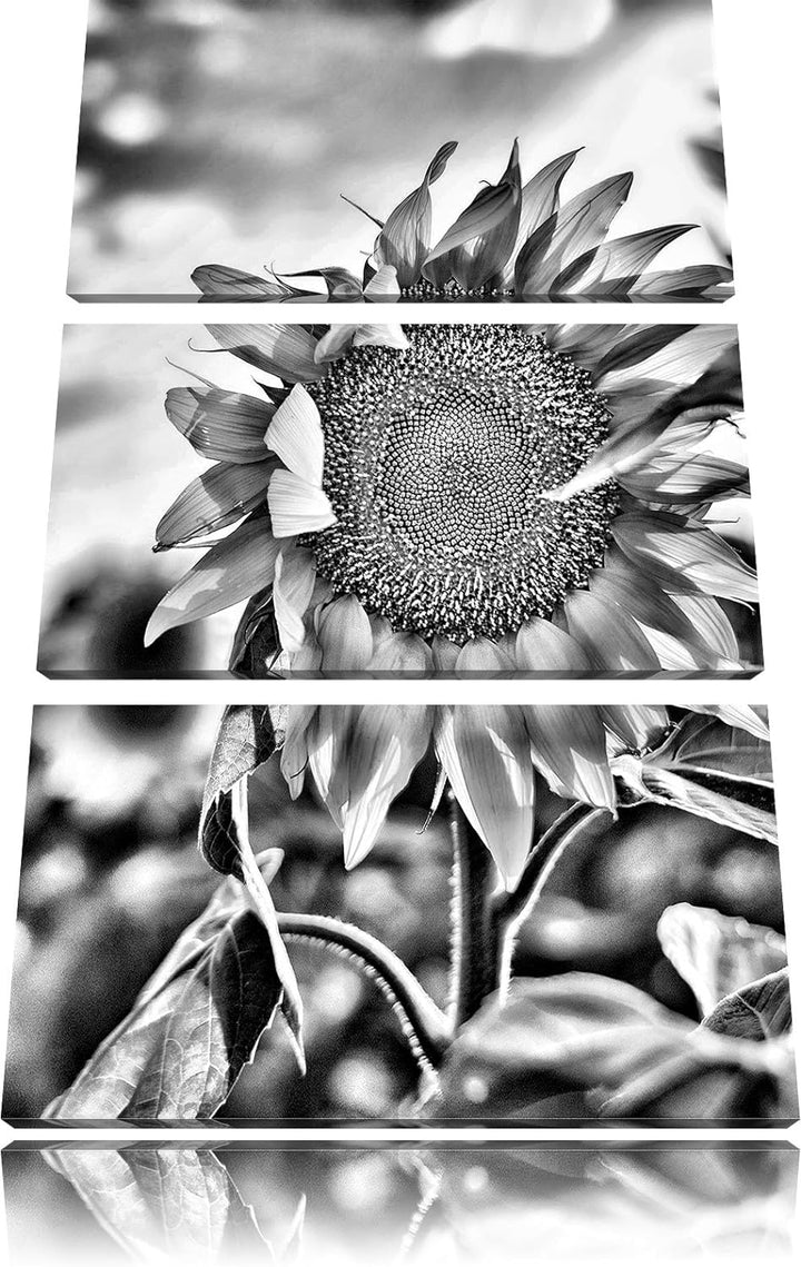 Pixxprint Monocrome, Sonnenblumen Sonnenblumenfeld Sonnenblumenkerne Sonnenschein 3-Teiler Leinwandb