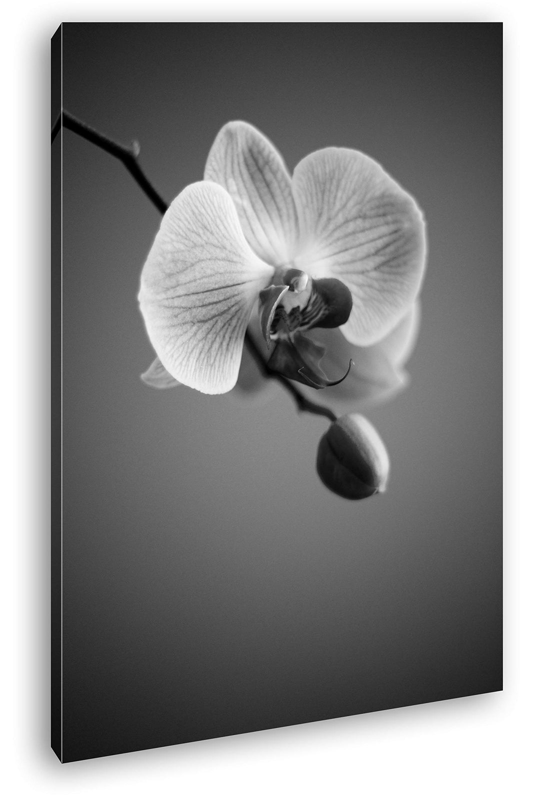deyoli zauberhafte Orchidee Format: 100x70 Effekt: Schwarz&Weiss als Leinwandbild, Motiv fertig gera