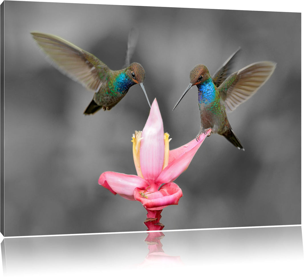 Pixxprint Kolibris in den Tropen als Leinwandbild/Grösse: 100x70 cm/Wandbild/Kunstdruck/fertig bespa