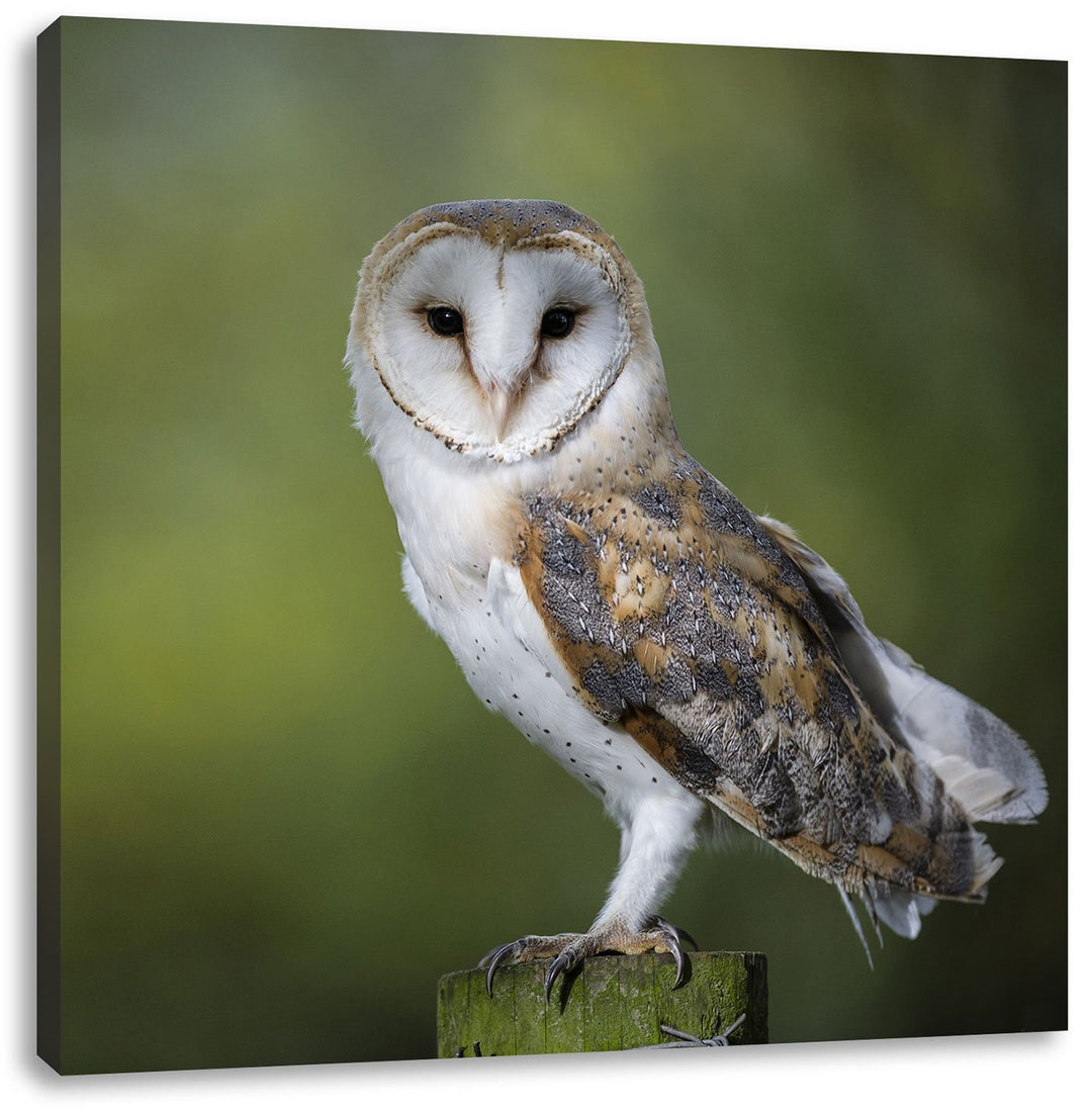 Pixxprint Eule, Format: 70x70 auf Leinwand, XXL riesige Bilder fertig gerahmt mit Keilrahmen, Kunstd