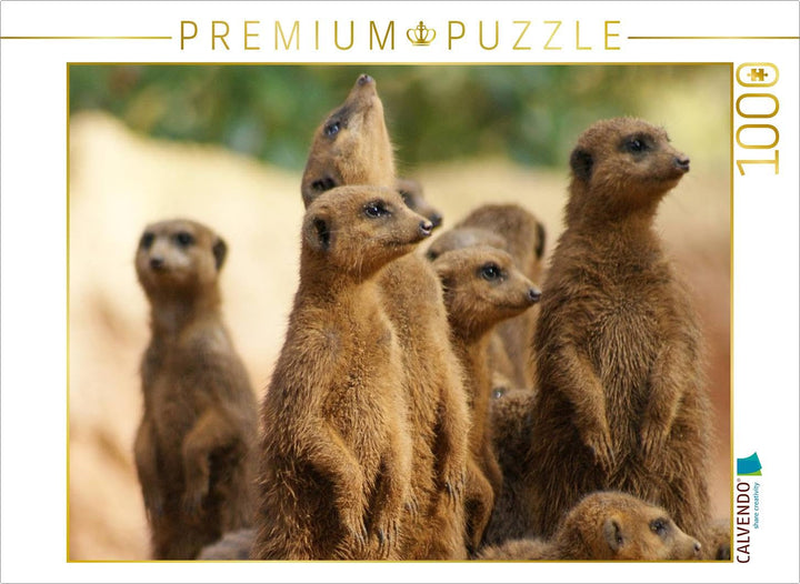 CALVENDO Puzzle Die Welt der Erdmännchen. 1000 Teile Lege-Grösse 64 x 48 cm Foto-Puzzle Bild von Pet