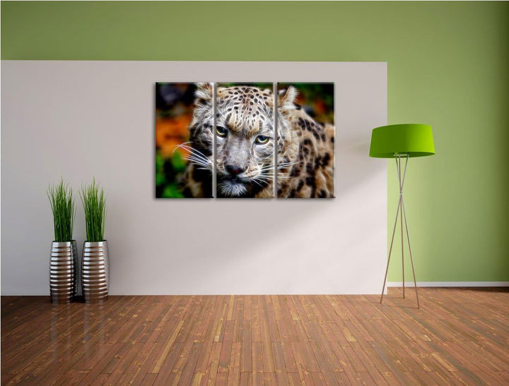 eleganter Schneeleopard Spezial 3-Teiler Leinwandbild 120x80 Bild auf Leinwand, XXL riesige Bilder f