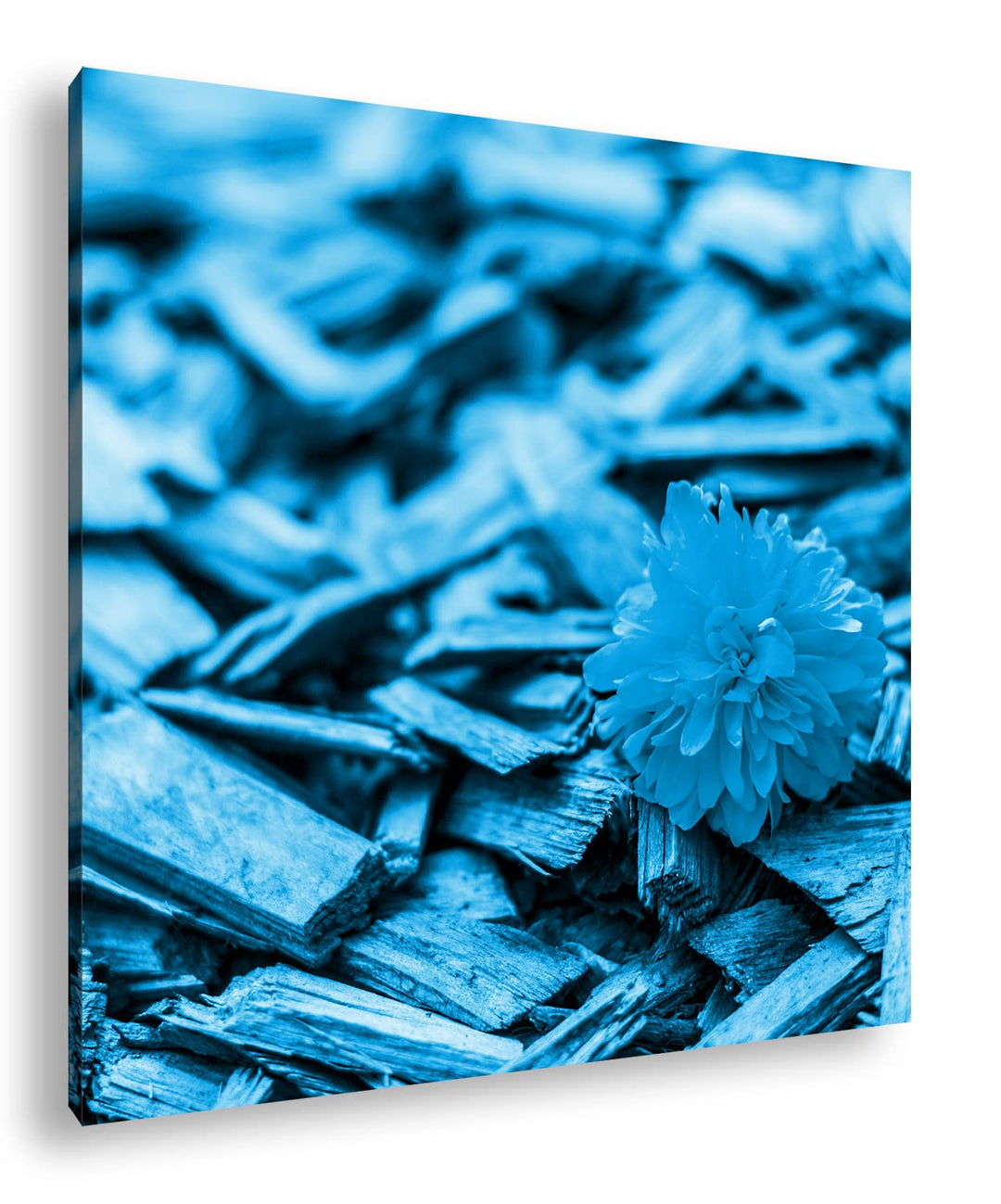 deyoli gelbe Blume auf Holz Format: 60x60 Effekt: Monocrome Blau als Leinwandbild, Motiv fertig gera