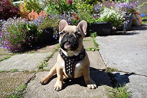 Bestia |Rocky| Leder Brustgeschirr für Bullterrier. 100% Leder. Handgefertigt. Top Qualität S- für e
