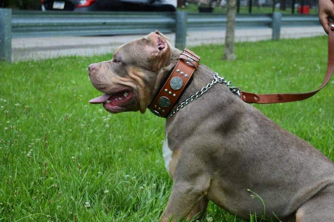 Bestia Maximus Echtleder Hundehalsband für grosse Hunde 100% Leder XXL- 65 bis 75 cm Halsumfang Brau
