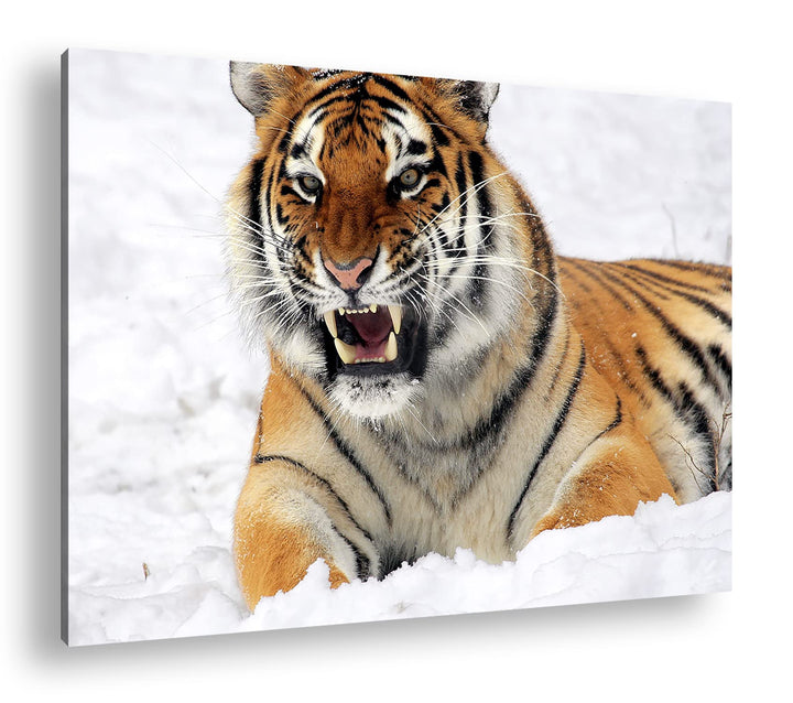 deyoli knurrender Tiger im Schnee im Format: 80x60 als Leinwandbild, Motiv fertig gerahmt auf Echtho