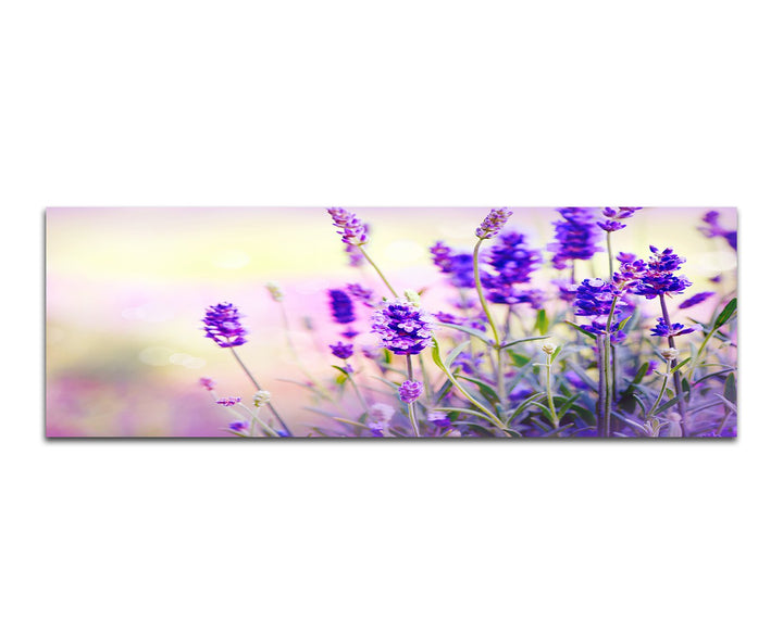 Paul Sinus Art Panoramabild auf Leinwand und Keilrahmen 150x50cm Lavendel Frühling Licht