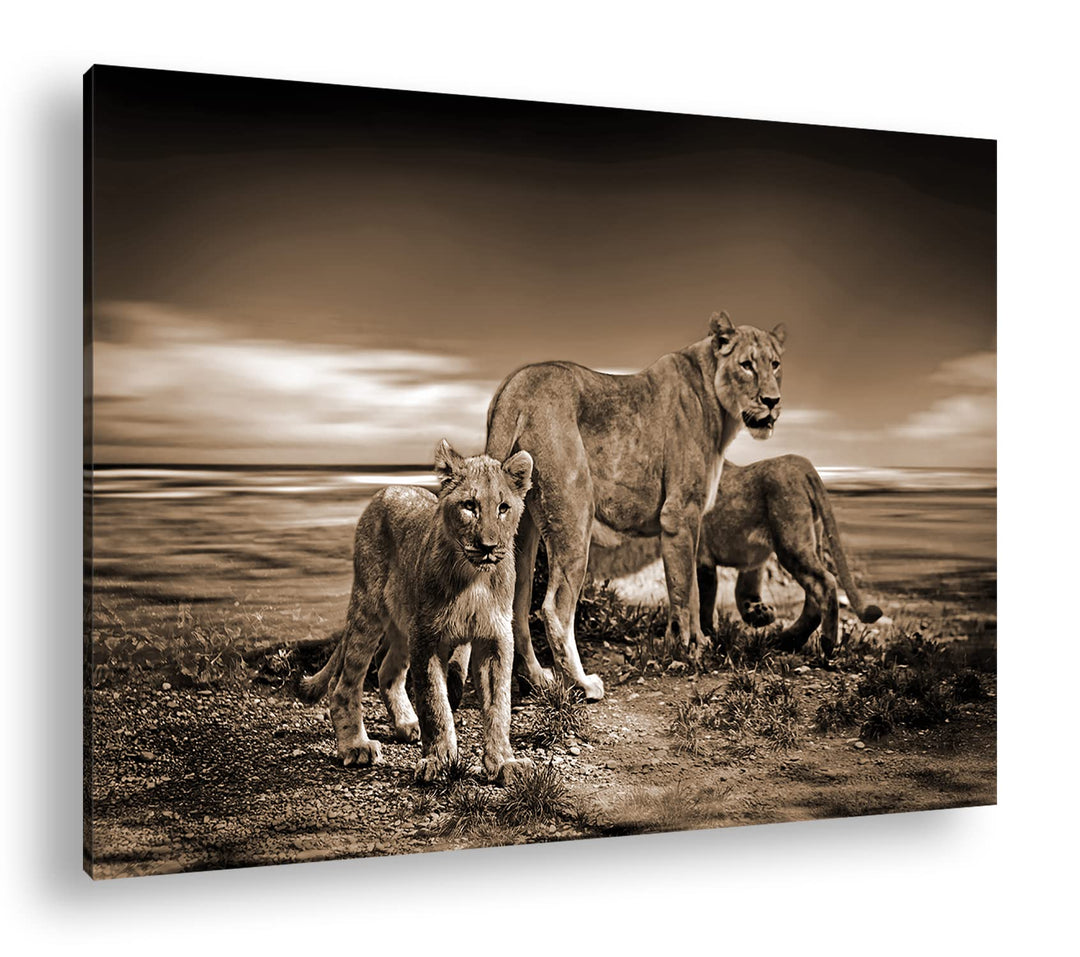 deyoli zauberhafte Löwenfamilie Format: 80x60 Effekt: Sepia als Leinwandbild, Motiv fertig gerahmt a