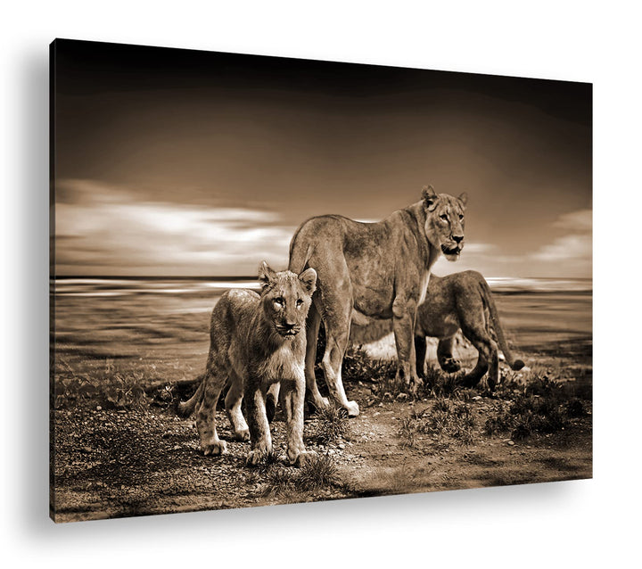 deyoli zauberhafte Löwenfamilie Format: 80x60 Effekt: Sepia als Leinwandbild, Motiv fertig gerahmt a
