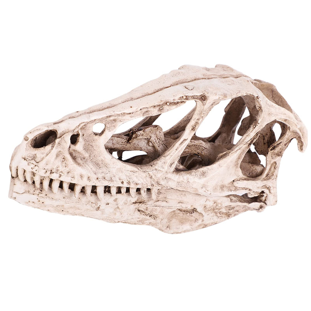 BRRNOO Dinosaurier-Knochen, Dinosaurier-Fossilien, Dinosaurier-Skelette, Modell, Simuliertes Tierske