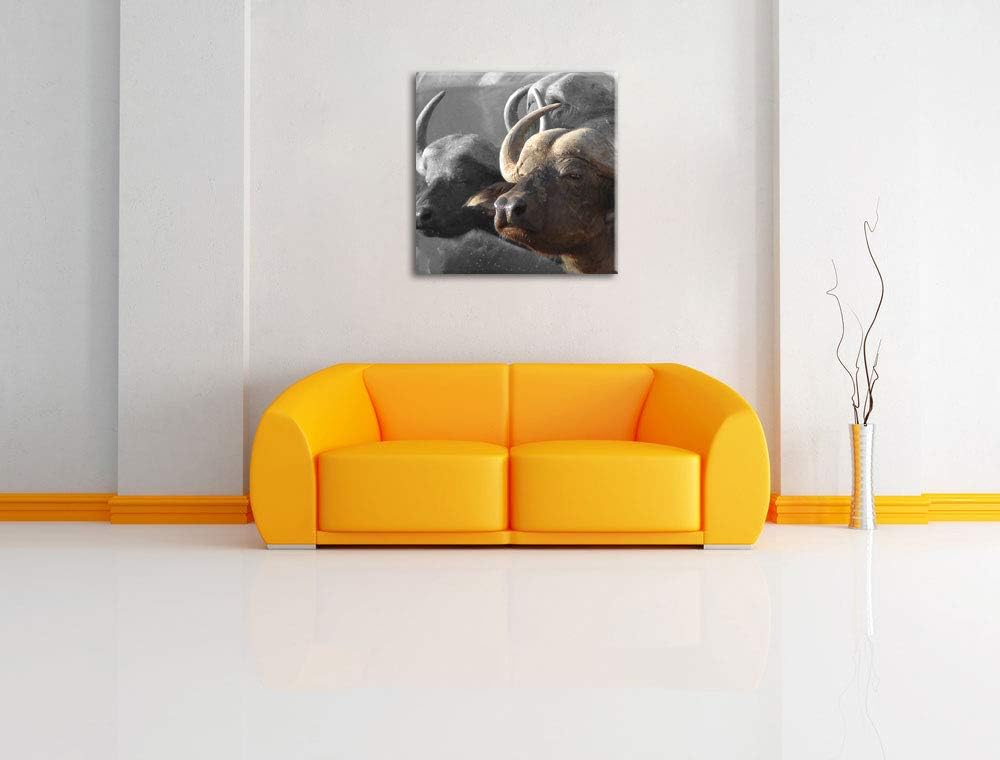 Pixxprint Wasserbüffel geniessen die Sonne als Leinwandbild Quadratisch/Grösse: 70x70 / Wandbild/Kun