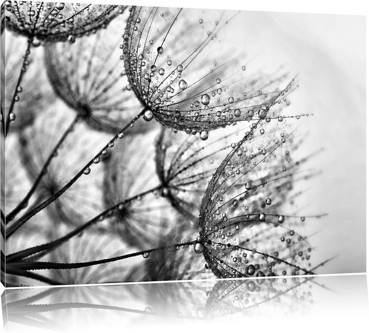 Pixxprint Monocrome, Tropfen bedeckte Pusteblumen, Format: 100x70 auf Leinwand, 100x70