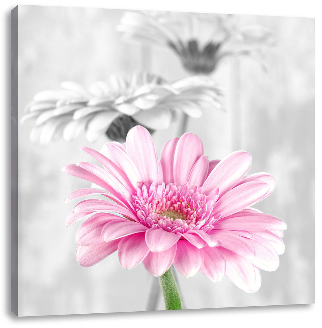 Pixxprint schöne Gerberas bei Tageslicht schwarz/weiss, Format: 70x70 auf Leinwand, 70x70