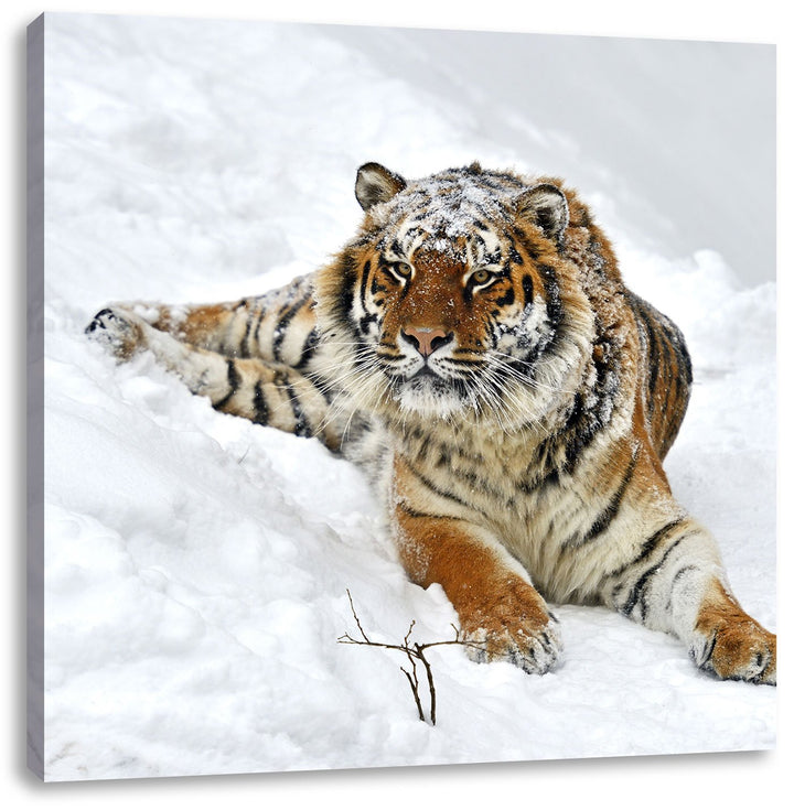 Amur Tiger im Schnee, Format: 70x70 auf Leinwand, XXL riesige Bilder fertig gerahmt mit Keilrahmen,