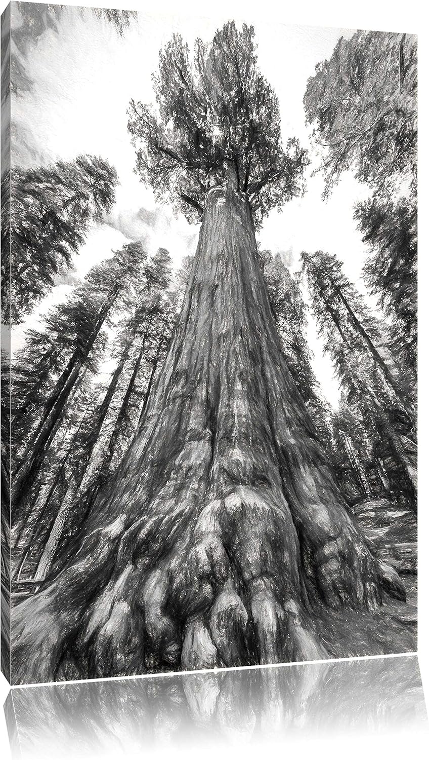 Pixxprint Mammutbaum im Regenwald Kohle Effekt, Format: 100x70 auf Leinwand, 100x70