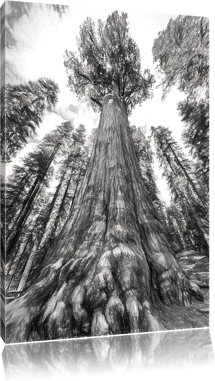 Pixxprint Mammutbaum im Regenwald Kohle Effekt, Format: 100x70 auf Leinwand, 100x70