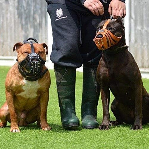 Bestia Maximus Weiss Leder Maulkorb. Einzigartiges Desing und Qualität XL- American Bully / Schäferh