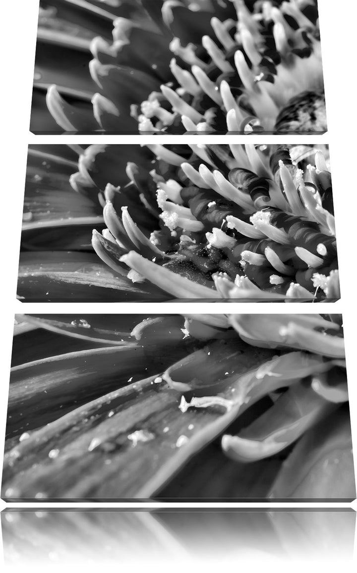Pixxprint Gerbera mit Wassertropfen als Leinwandbild/Grösse: 3 Teilig (120x80) cm/Wandbild/Kunstdruc