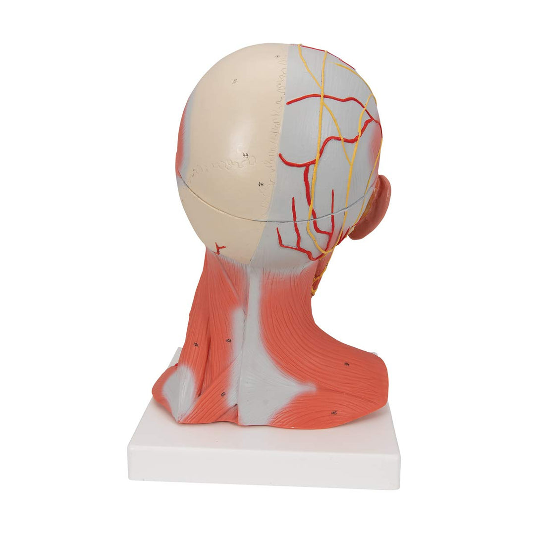 3B Scientific C05 Kopf- und Halsmuskulatur, 5-teilig + kostenlose Anatomie App - 3B Smart Anatomy