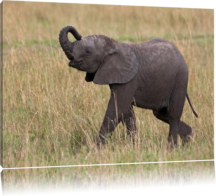 kleines Elefantenjunges Leinwand, XXL riesige Bilder fertig gerahmt mit Keilrahmen, Kunstdruck auf W