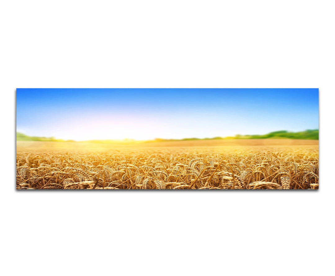 Paul Sinus Art Panoramabild auf Leinwand und Keilrahmen 150x50cm Kornfeld Kornähren Sommer Himmel