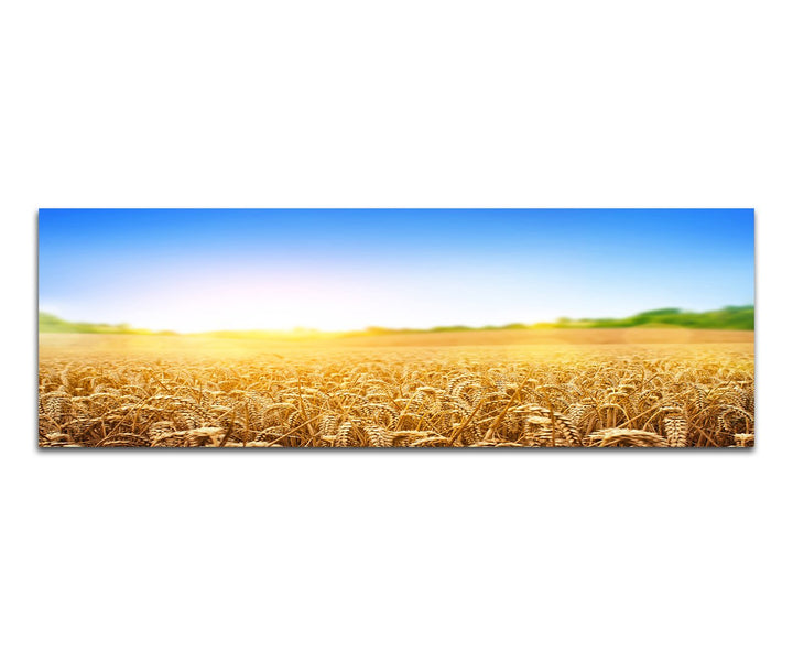 Paul Sinus Art Panoramabild auf Leinwand und Keilrahmen 150x50cm Kornfeld Kornähren Sommer Himmel