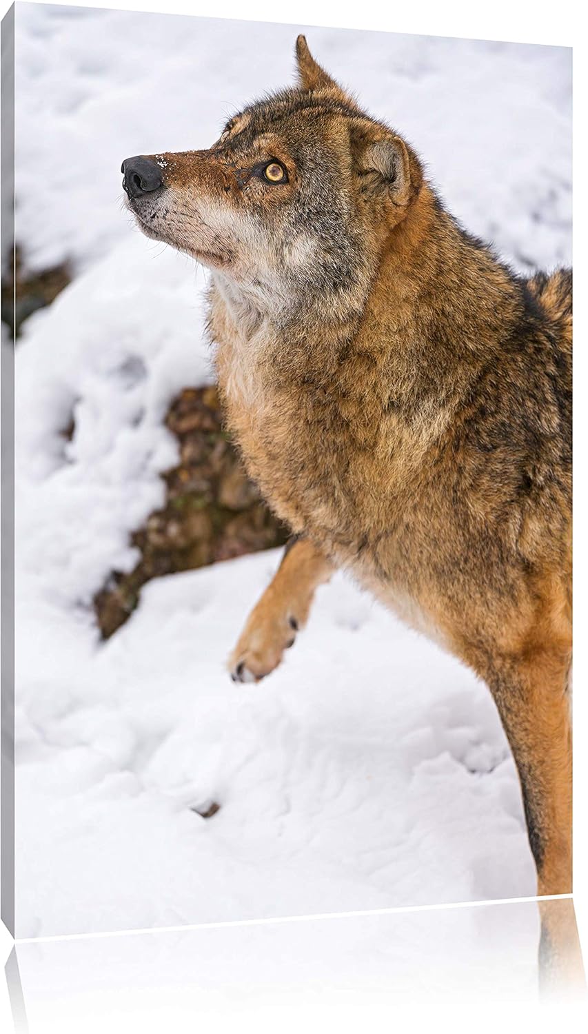 Pixxprint schöner Wolf im Schnee auf Leinwand, XXL riesige Bilder fertig gerahmt mit Keilrahmen, Kun
