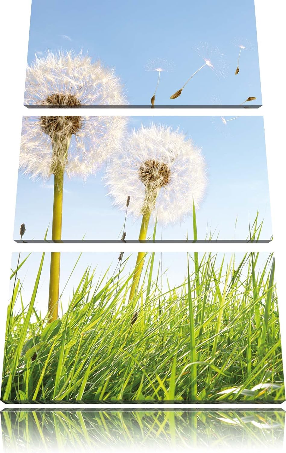 Pixxprint Pusteblumen auf sonniger Frühlingswiese 3-Teiler Leinwandbild 120x80 Bild auf Leinwand
