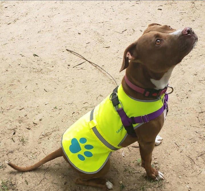 SafetyPUP XD Hund Warnweste, Grössen passen Hunde 14 lbs bis 130 lbs Neon Gelb Gross Gross Neon Gelb