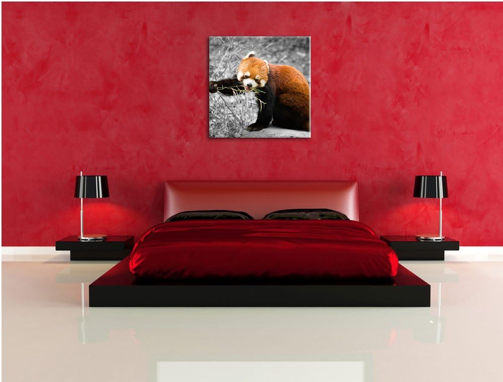 Pixxprint Niedlicher roter Panda als Leinwandbild Quadratisch| Grösse: 70x70 | Wandbild| Kunstdruck