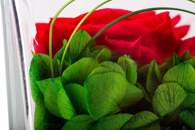 Rosen-Te-Amo | Premium konservierte ewige rote Rose | duftend | handgefertigt mit echten Deko-Foliag