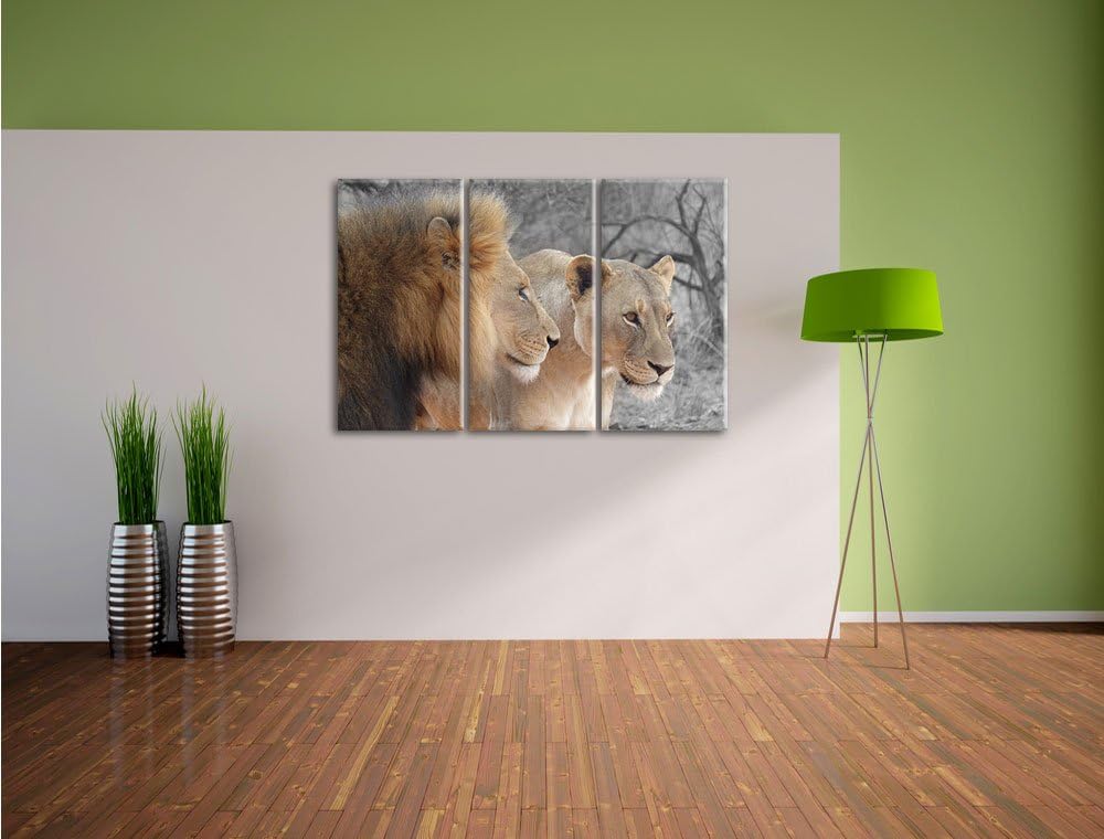 Pixxprint stolzes Löwenpaar als Leinwandbild | Grösse: 3 Teilig (120x80) | Wandbild| Kunstdruck | fe